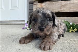 Trace - puppy for sale