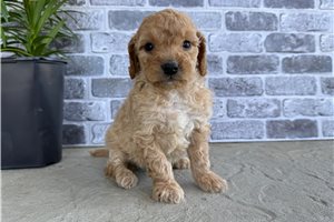 Octavia - Goldendoodle, Mini for sale