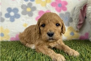 Jersey - puppy for sale