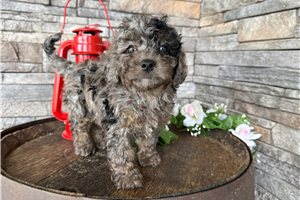 Orion - Goldendoodle, Mini for sale