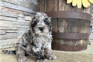 Omar - Mini Goldendoodle for sale