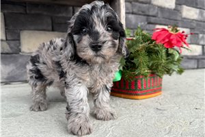 Charles - Goldendoodle, Mini for sale