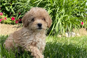 Victoria - Miniature Poodle for sale