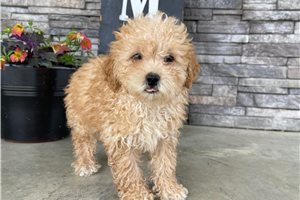 Venus - Miniature Poodle for sale