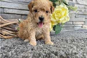 Veronica - puppy for sale
