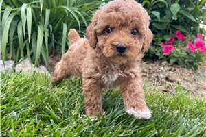 Viktor - puppy for sale