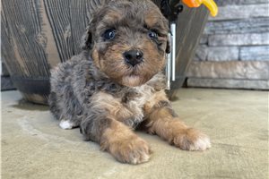 Khloe - Miniature Poodle for sale