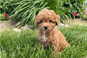 Vincent - Miniature Poodle for sale