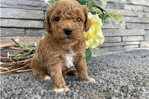 Viktor - puppy for sale