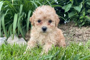 Venus - Miniature Poodle for sale