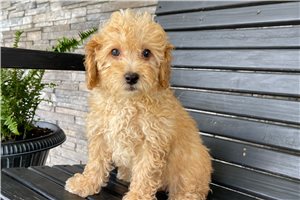 Victoria - Miniature Poodle for sale
