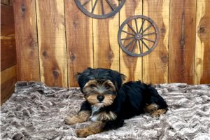 Jaysen - Yorkshire Terrier - Yorkie for sale