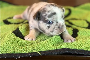 Riley - French Bulldog for sale
