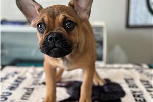 Ronald - French Bulldog for sale