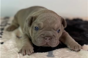 Seamus - French Bulldog for sale
