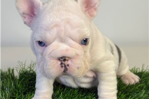 Shana - French Bulldog for sale