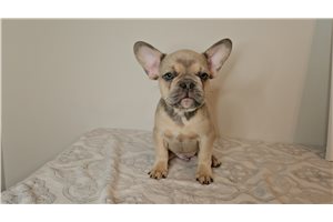 Regis - French Bulldog for sale