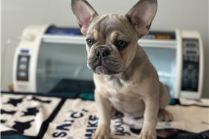 Regis - puppy for sale
