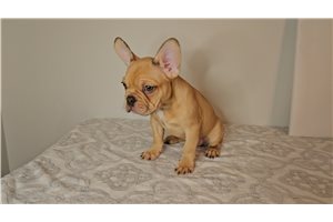 Leon - French Bulldog for sale