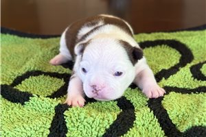 Simon - puppy for sale