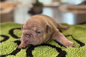 Seamus - puppy for sale