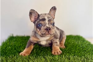 Romano - French Bulldog for sale