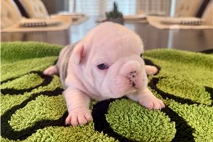 Shana - French Bulldog for sale