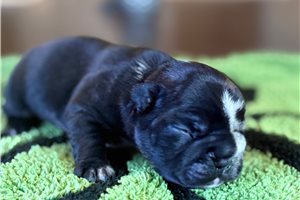 Sylvester - puppy for sale