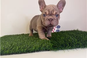 Seamus - French Bulldog for sale