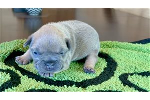 Sloane - puppy for sale