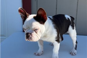 Simon - French Bulldog for sale
