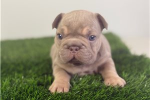 Seamus - French Bulldog for sale