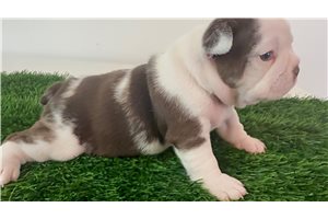Simon - French Bulldog for sale