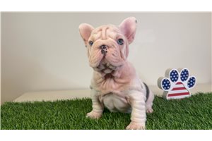 Shana - puppy for sale