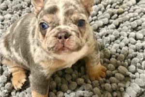 Romano - French Bulldog for sale