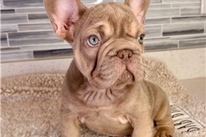 Seamus - French Bulldog for sale
