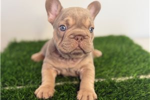 Seamus - French Bulldog for sale