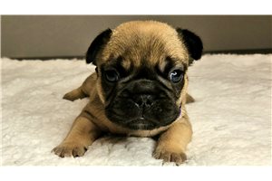 Ruby - French Bulldog for sale