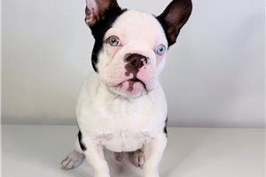 Simon - French Bulldog for sale