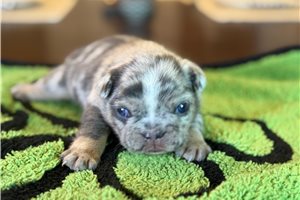 Romano - French Bulldog for sale