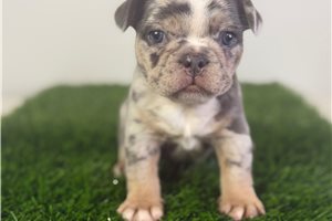 Riley - French Bulldog for sale