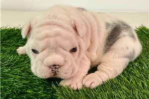 Shana - French Bulldog for sale