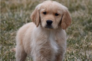Gabriel - Golden Retriever for sale