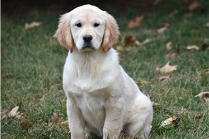 Gina - puppy for sale