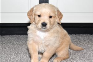Gabriel - Golden Retriever for sale