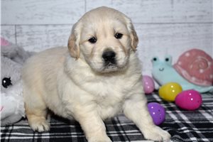 Braxton - puppy for sale