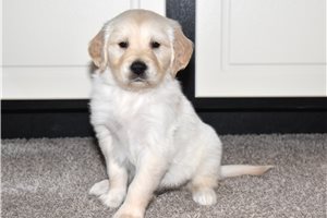 Arlo - puppy for sale