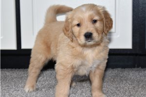 Alexander - puppy for sale