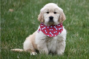 Brayden - puppy for sale