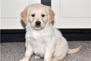 Amiyah - Golden Retriever for sale